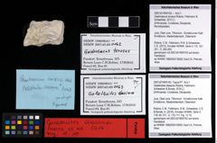 NHMW-GEO-2007z0149-0163_Ol_01.tifGalatheites diasema (Robins, Feldmann, Schweitzer & Bonde, 2016)  (NHMW-GEO-2007z0149-0163)